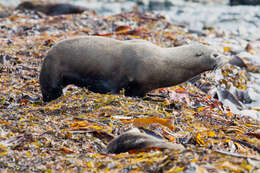 Image of Antipodean Fur Seal