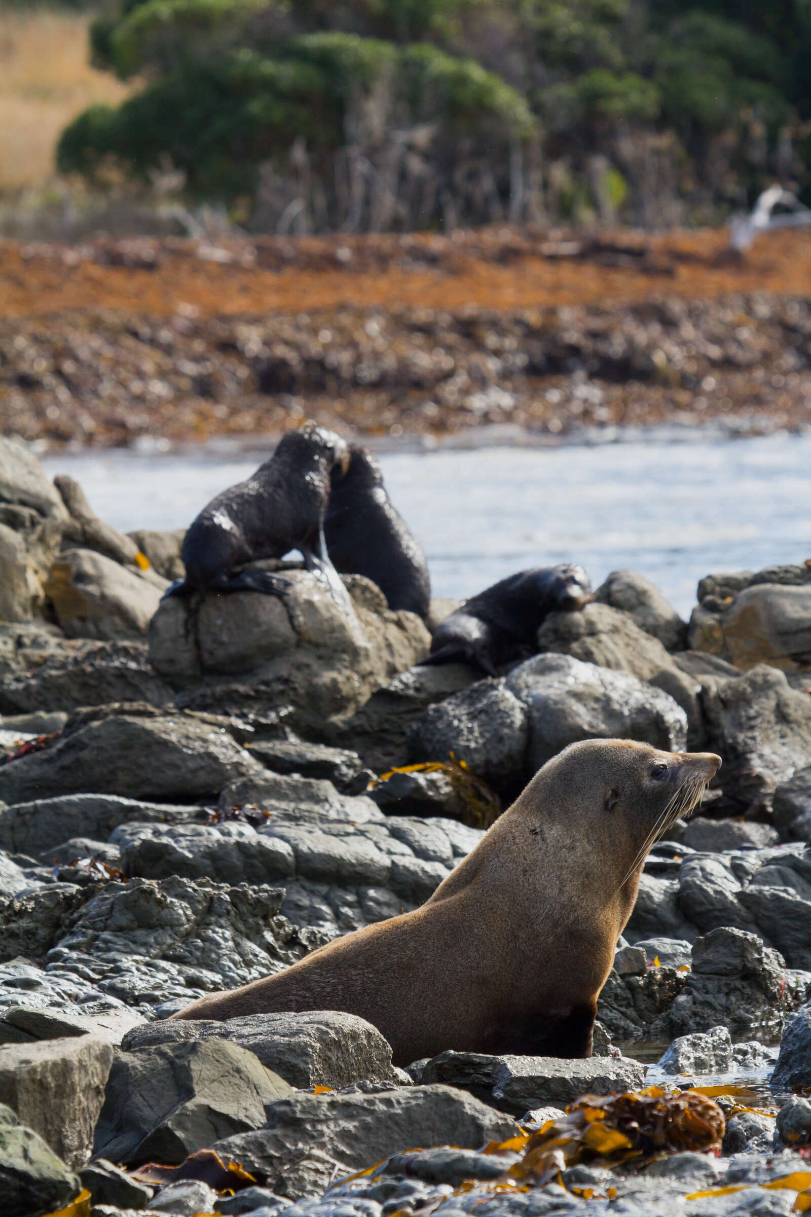 Image of Antipodean Fur Seal