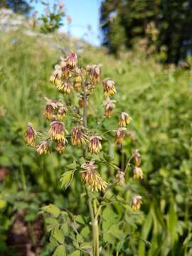 Image of western meadow-rue