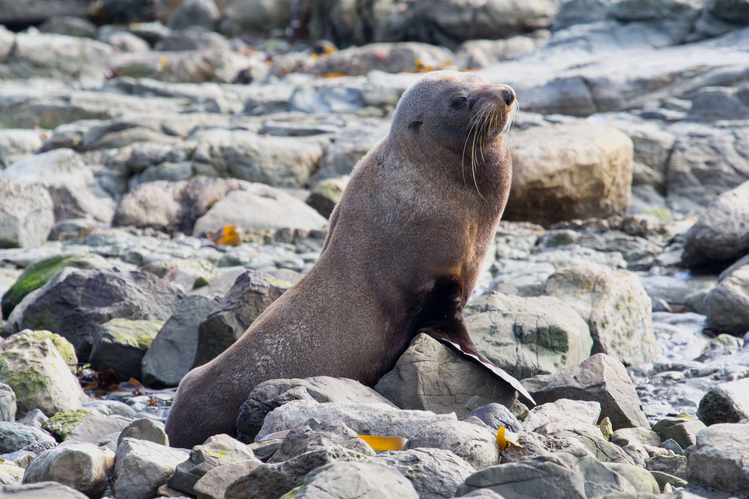 Image of Antipodean Fur Seal