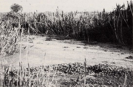 Image of Corfu toothcarp