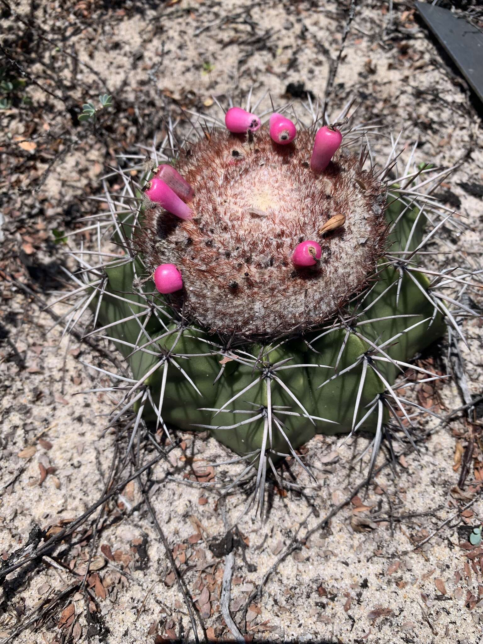 Image of Melocactus violaceus subsp. violaceus