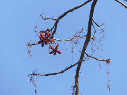 Imagem de Sterculia villosa Roxb.