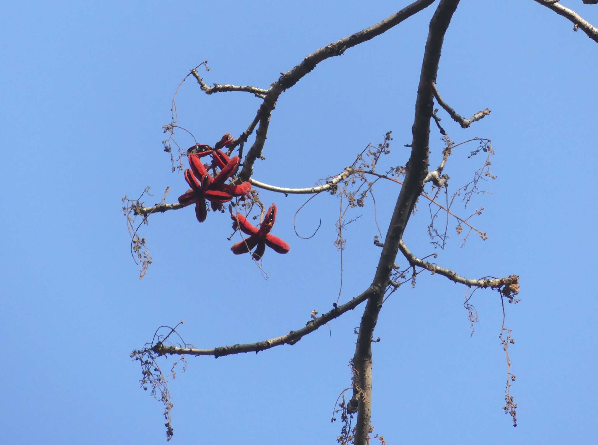 Image of Sterculia villosa Roxb.