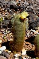 Image of Parodia lenninghausii (F. Haage) F. H. Brandt ex Eggli & Hofacker