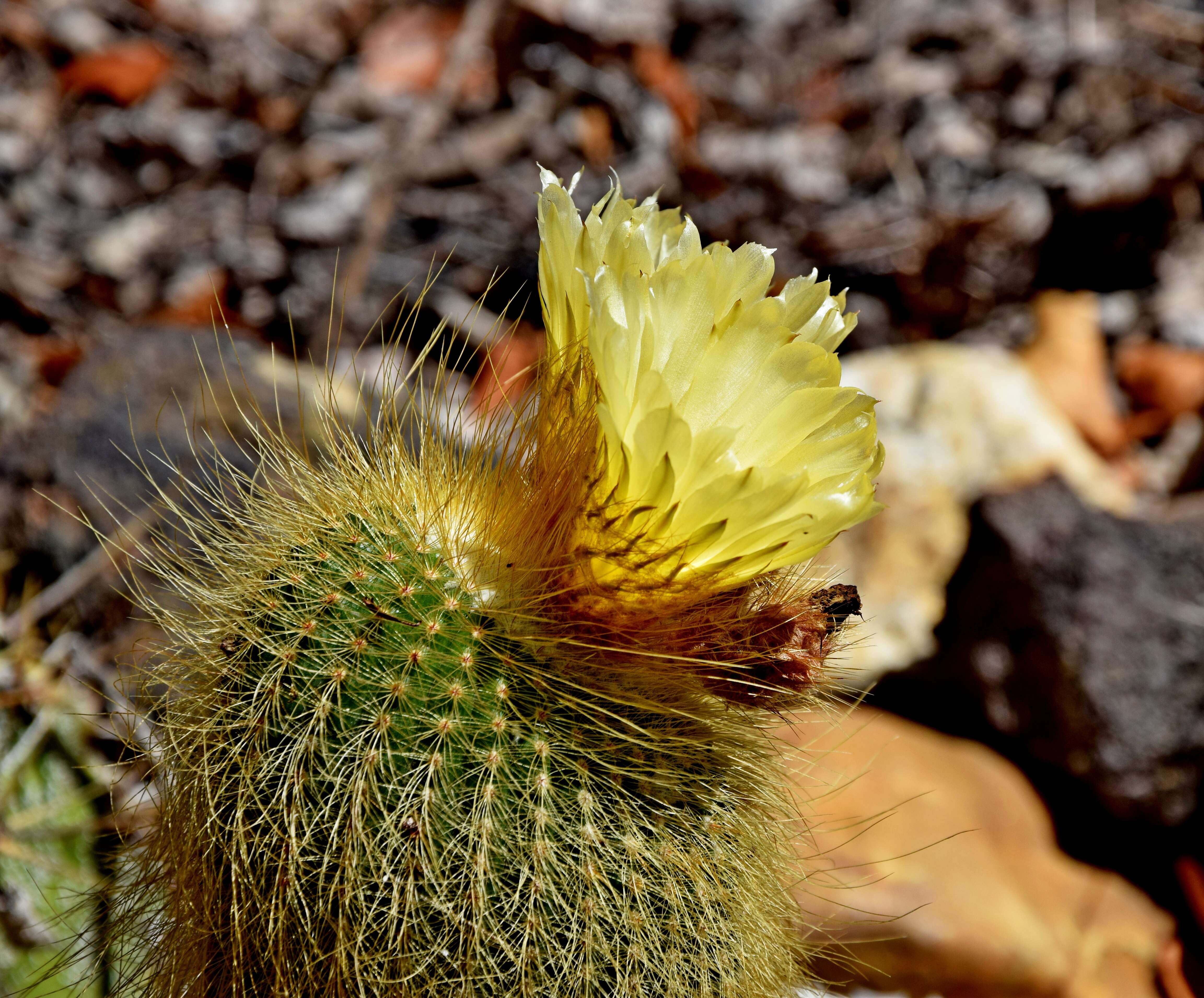 Image of Parodia lenninghausii (F. Haage) F. H. Brandt ex Eggli & Hofacker