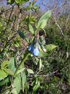 Image of aspen bluebells