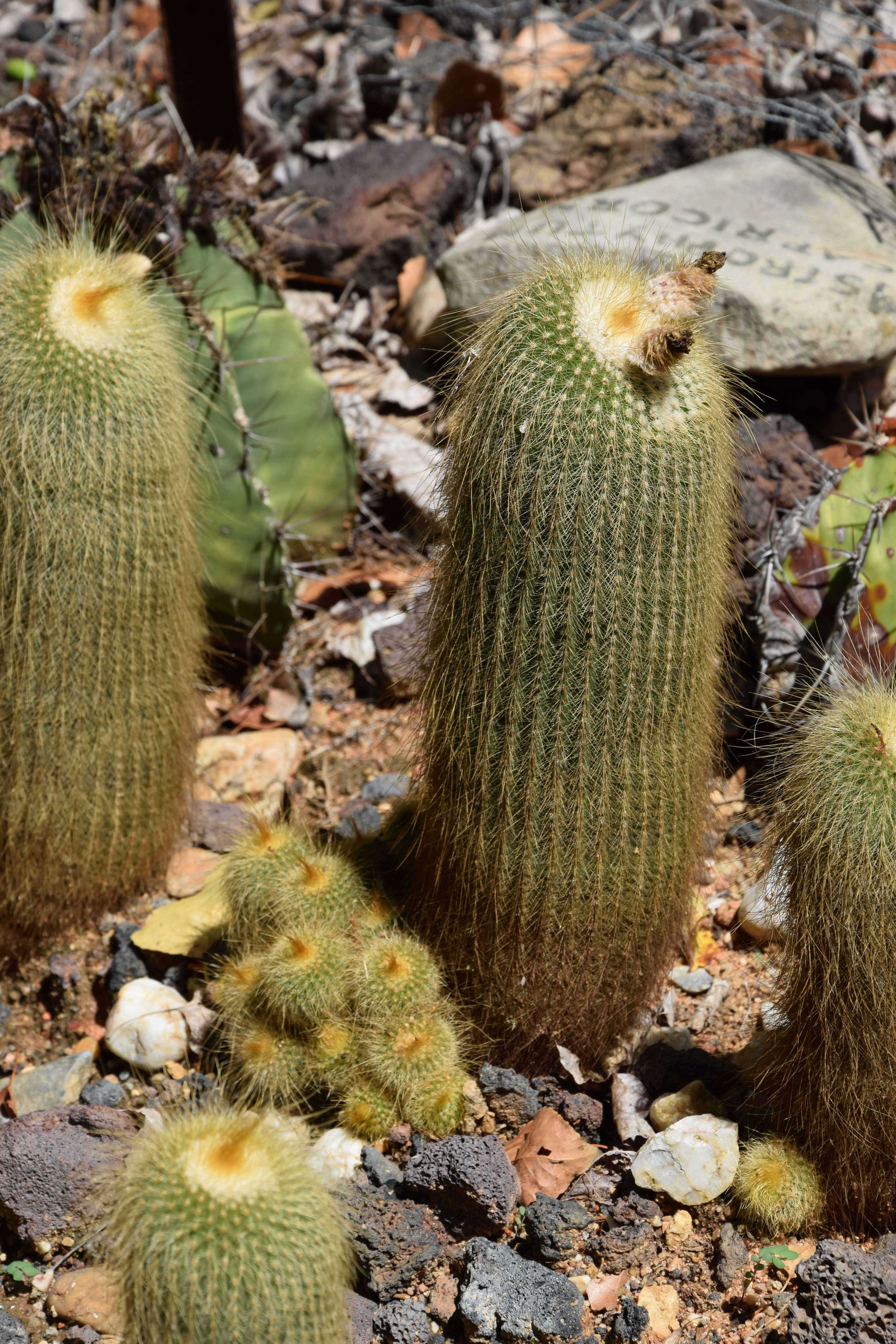 Image of Parodia lenninghausii (F. Haage) F. H. Brandt ex Eggli & Hofacker