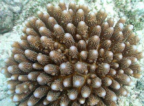 Image of Finger Coral