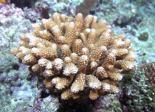 Image of Finger Coral