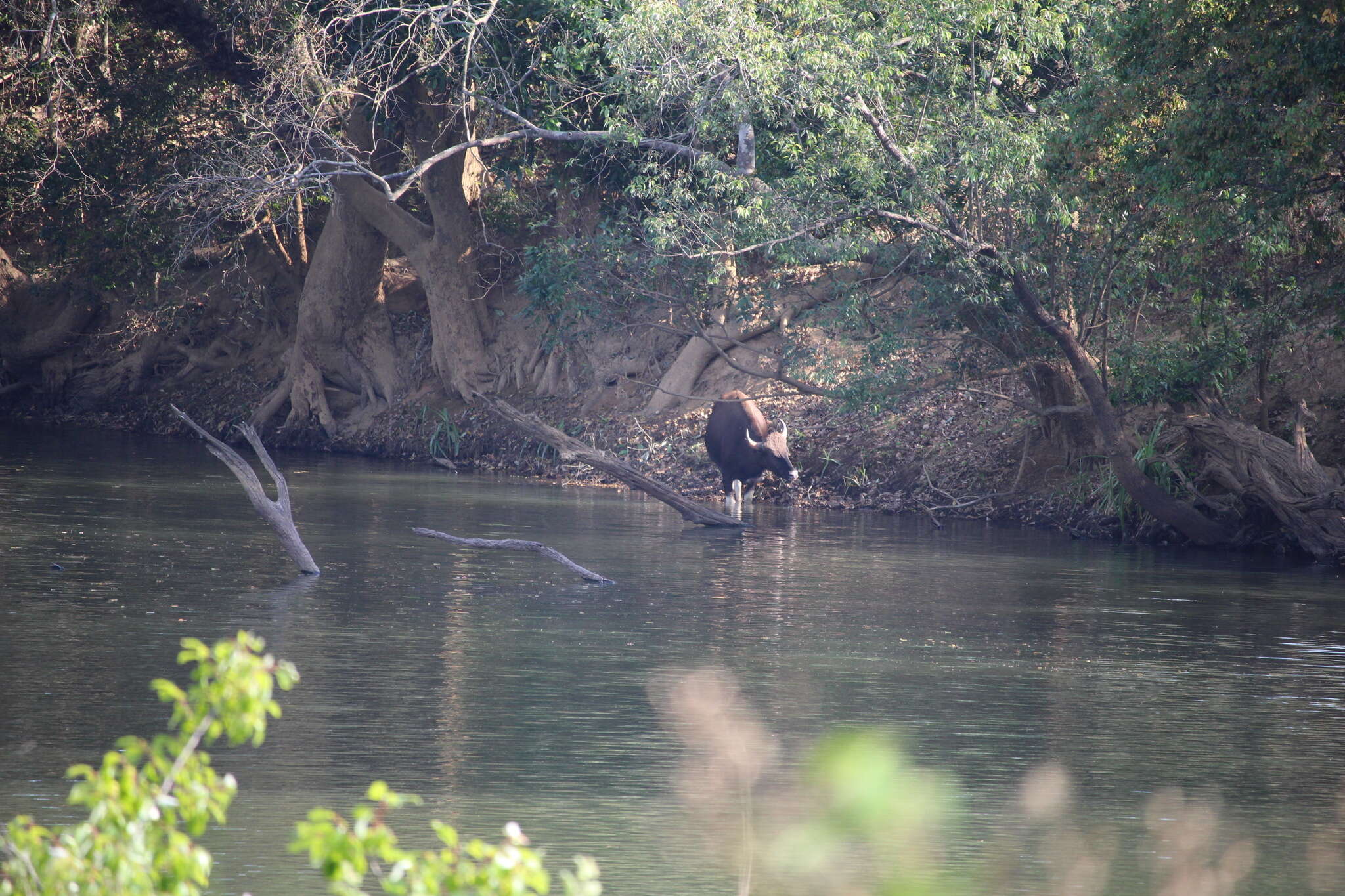 Image of Gaur