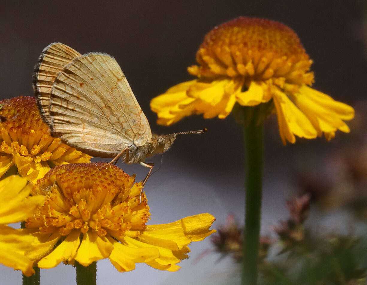 Image of Phyciodes pulchella montana (Behr 1863)