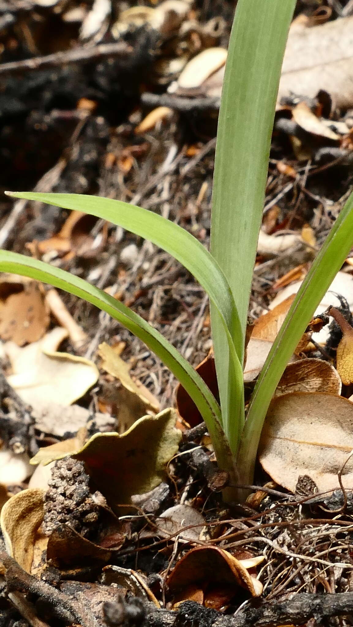 Image of Arthropodium candidum Raoul