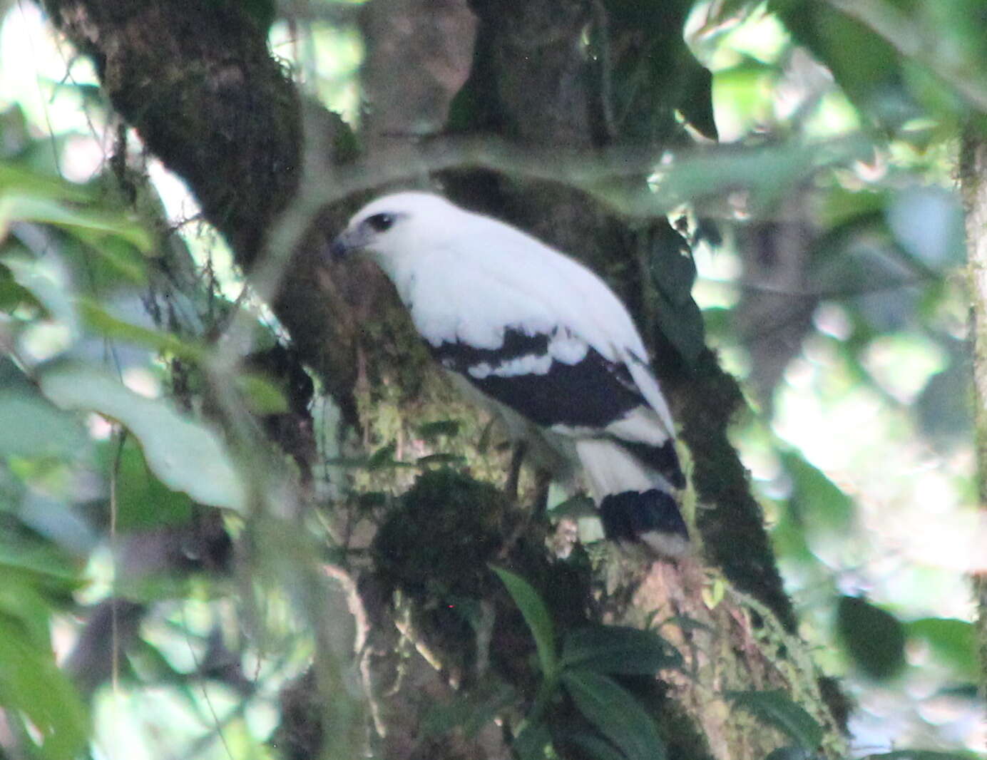 Image of Pseudastur albicollis costaricensis (Sclater & WL 1919)