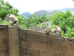 Image of Toque macaque