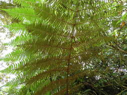 صورة Cyathea tryonorum (Riba) Lellinger