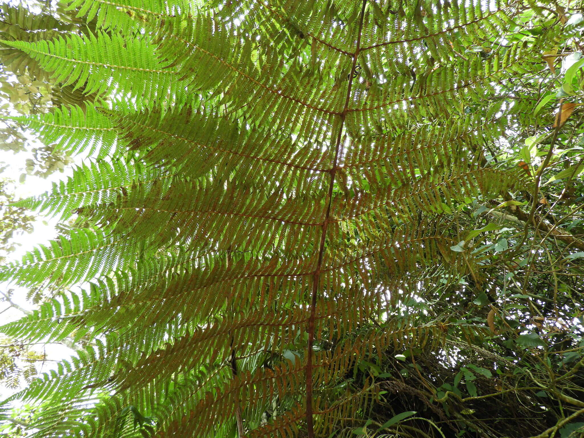 Слика од Cyathea tryonorum (Riba) Lellinger