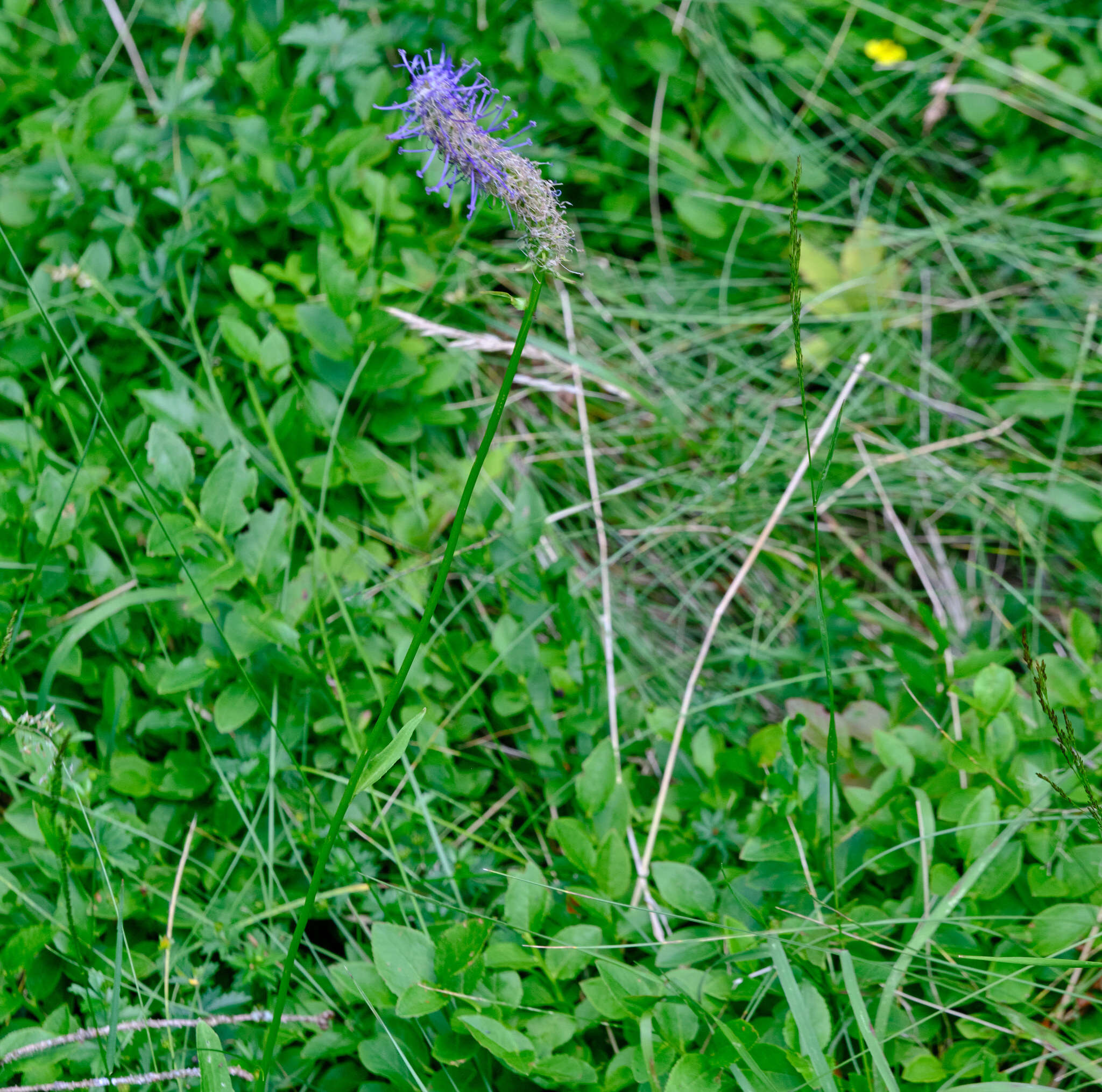 Image de Phyteuma persicifolium Hoppe