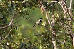 Image of Black-collared Bulbul