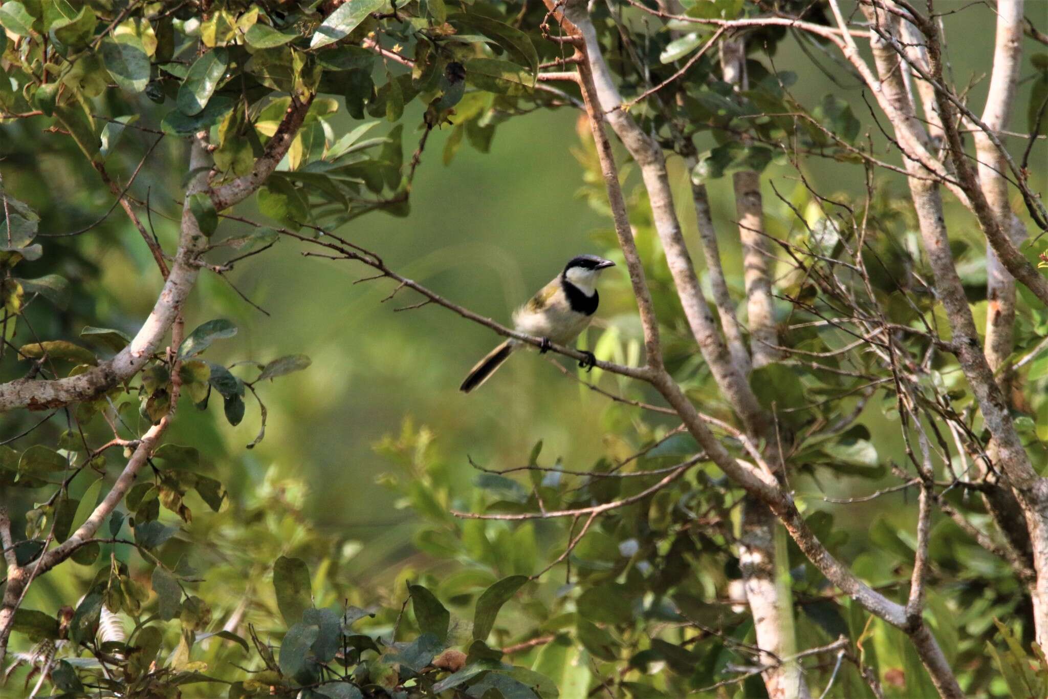 Image of Black-collared Bulbul