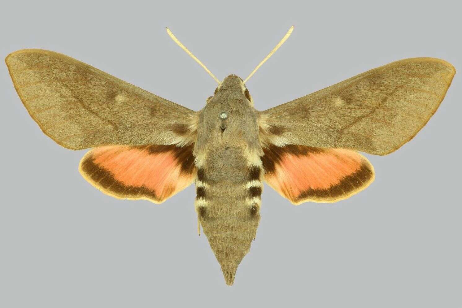 Image of dusky hawk-moth