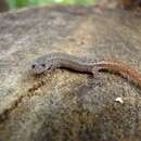 Image of Goias Gecko
