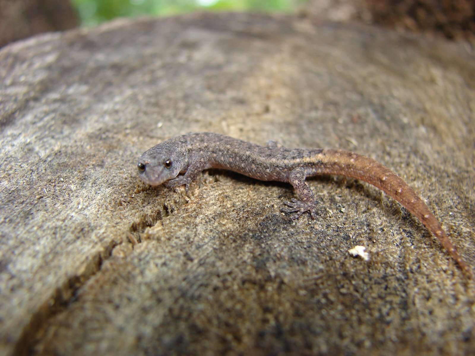 Image de Coleodactylus