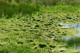 Image of new zealand pigmyweed