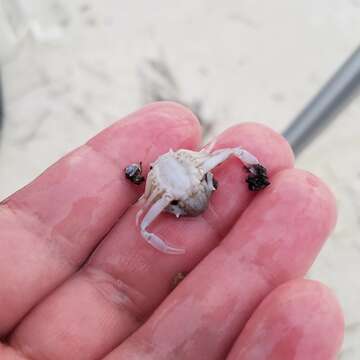 Image of pink purse crab