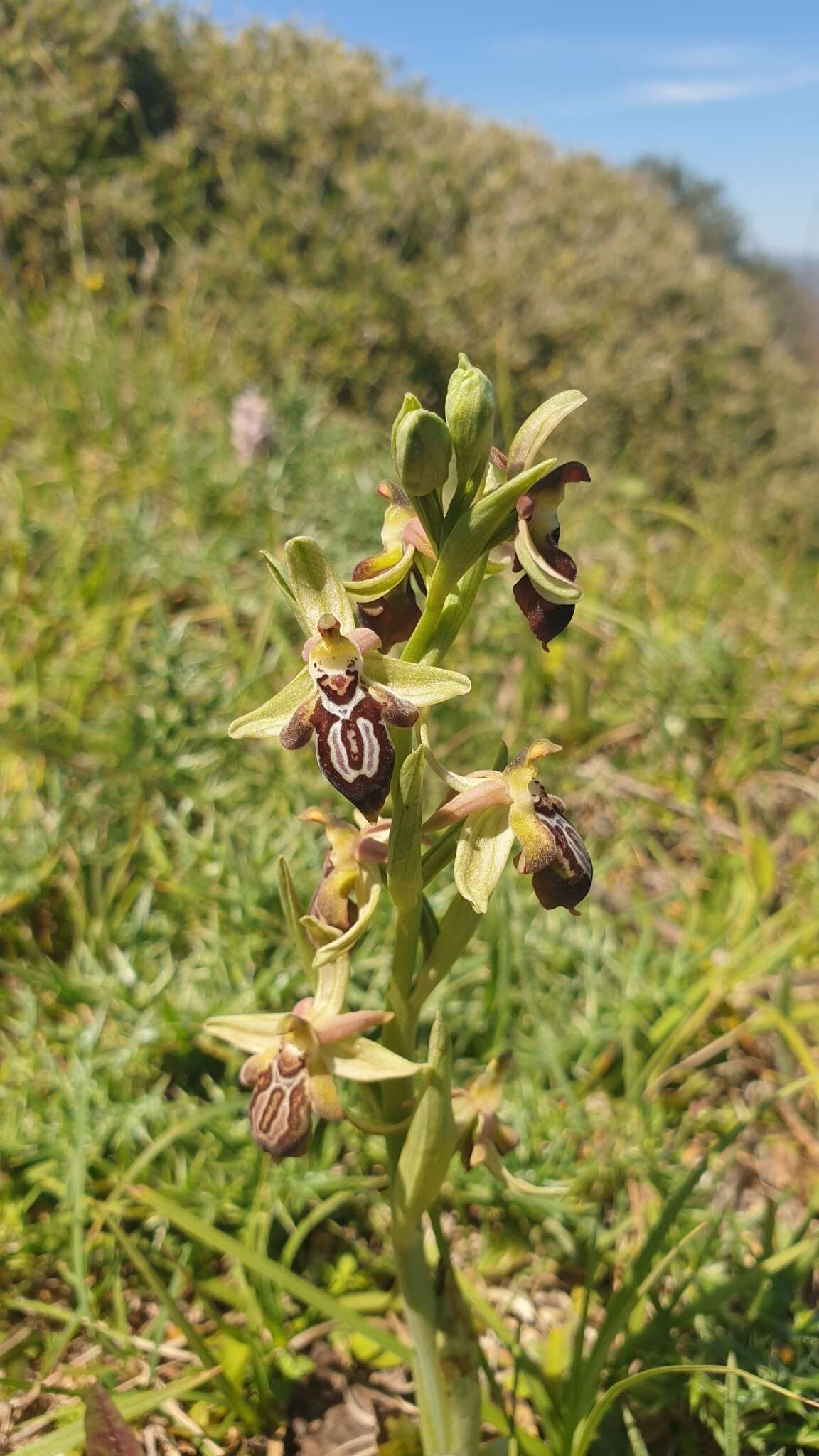 Image of Ophrys cretica (Vierh.) E. Nelson