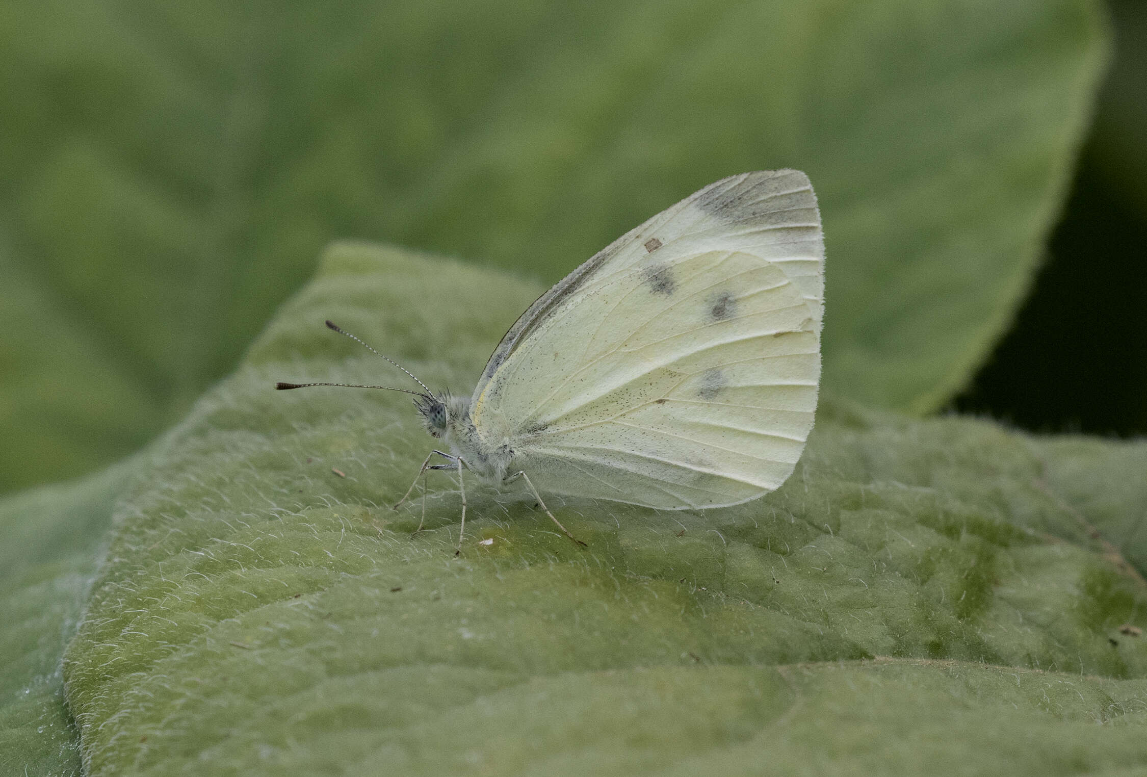 Image of small white