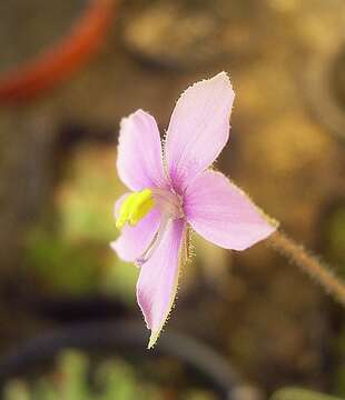 Image of Byblis filifolia Planch.