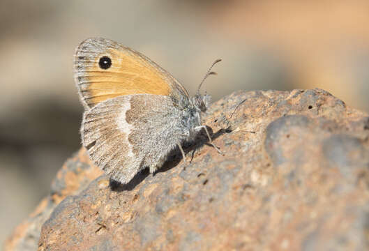 Image of small heath