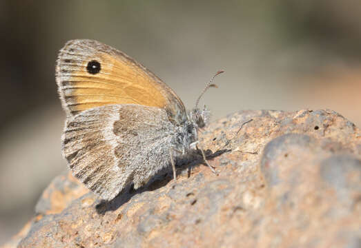 Image of small heath