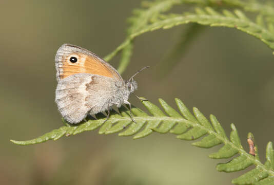 Image of small heath