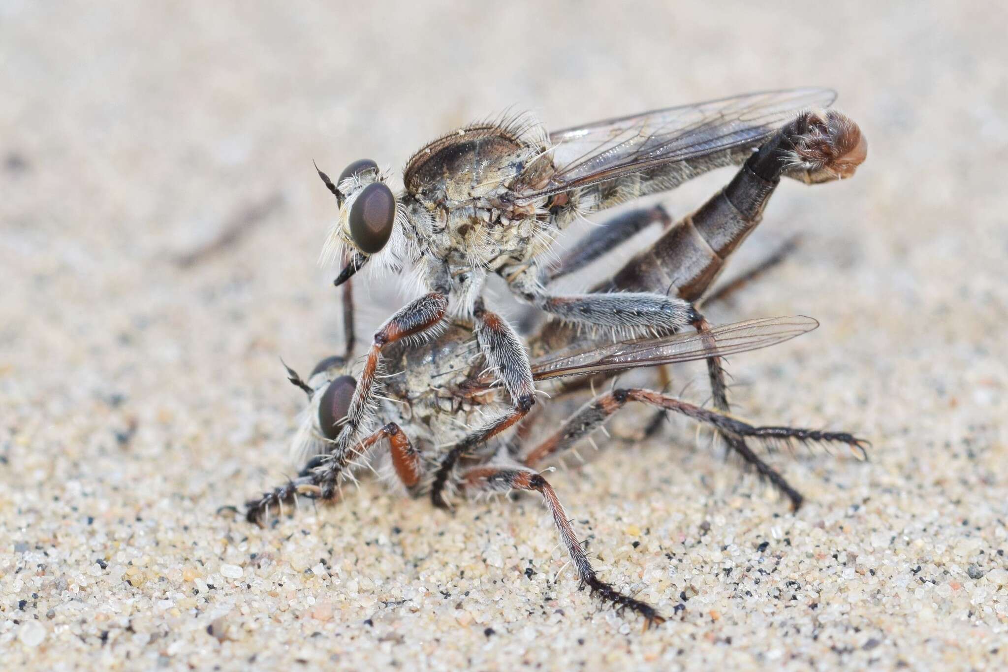 Image de Proctacanthella cacopiloga (Hine 1909)