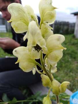 Image of yellow monkshood