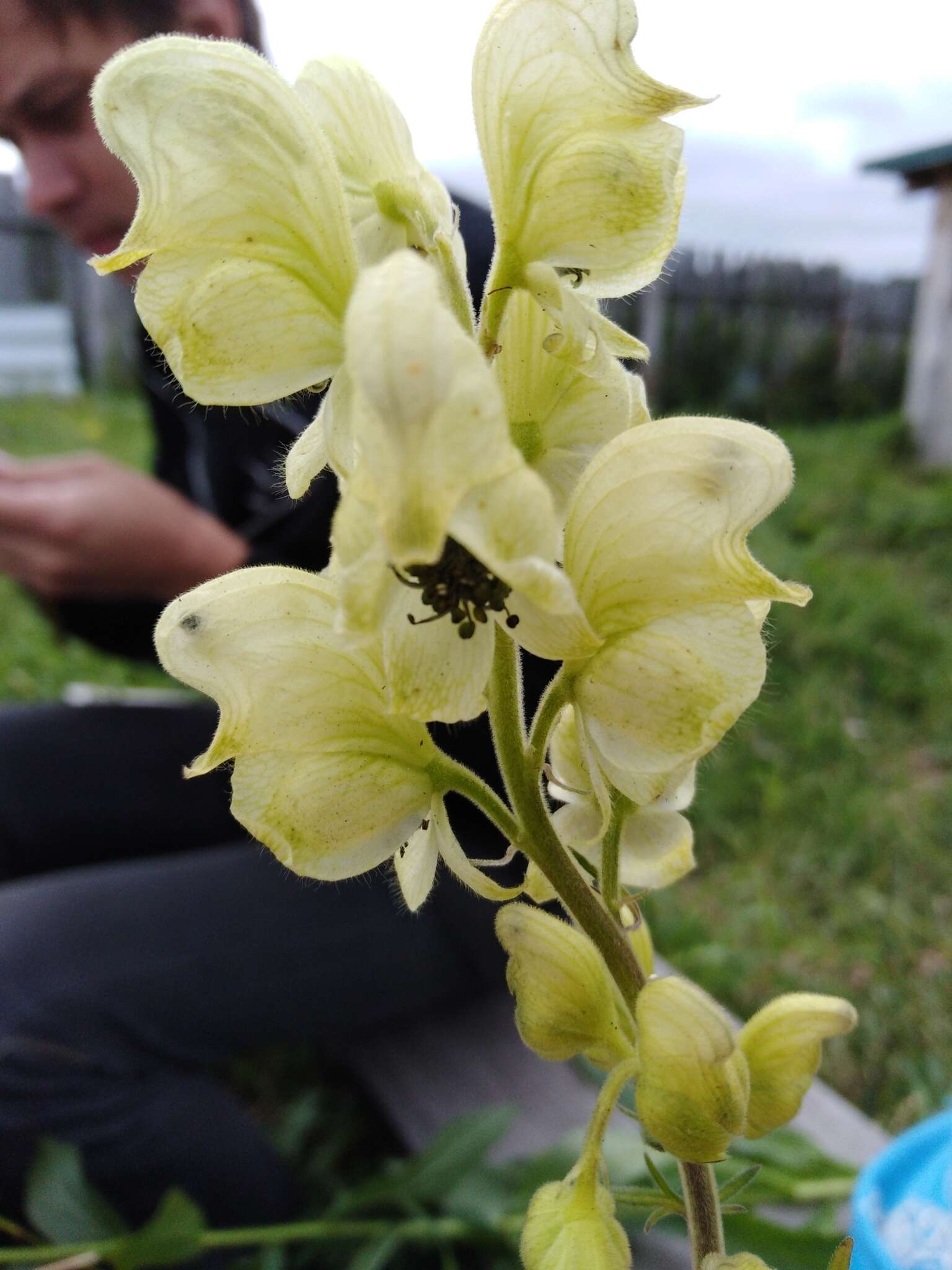 Imagem de Aconitum anthora L.