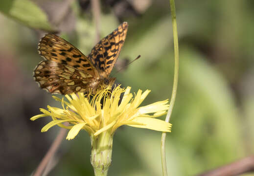 Image of Boloria dia