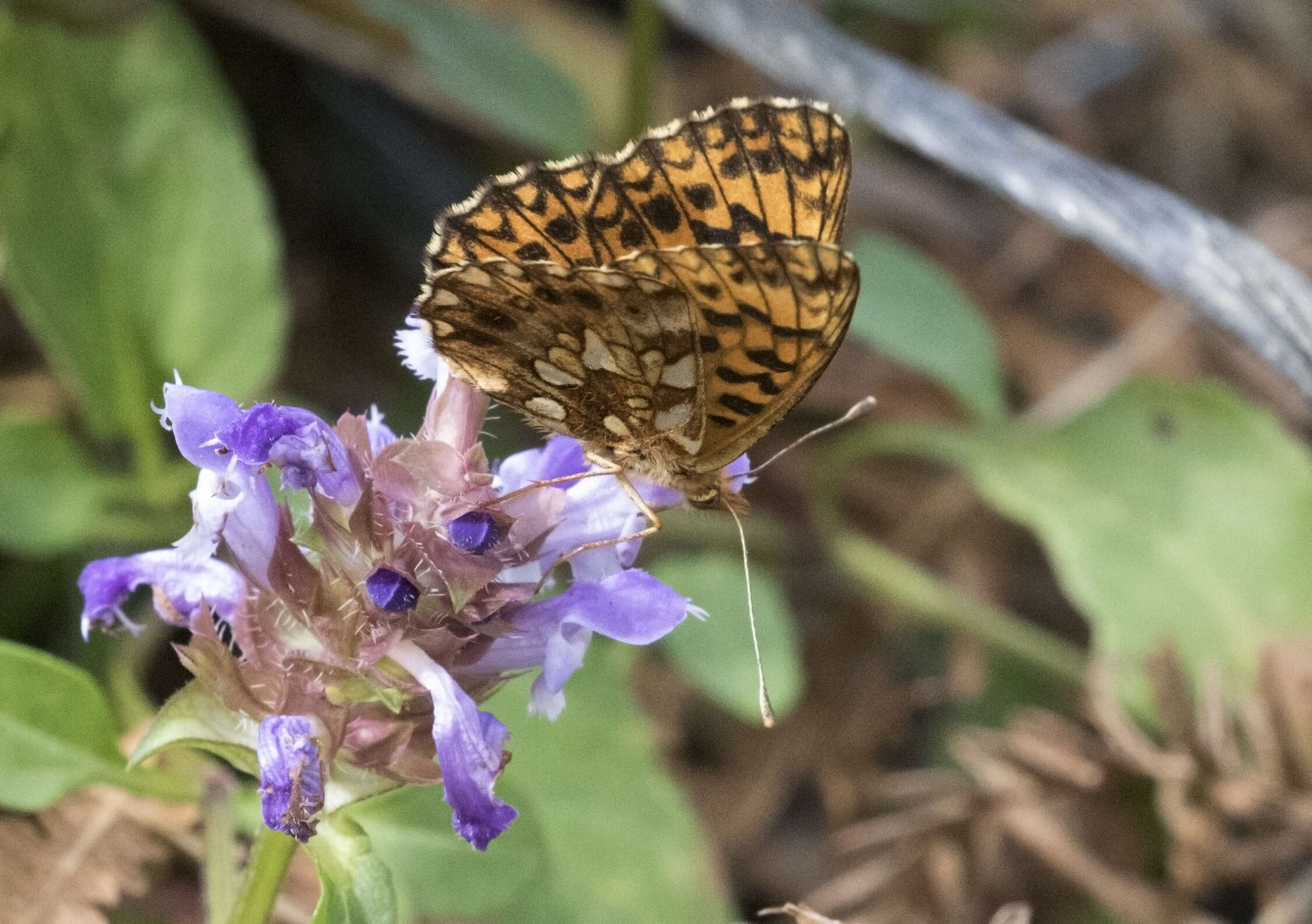 Image of Boloria dia