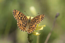 Plancia ëd Boloria dia