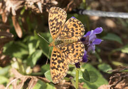 Image of Boloria dia