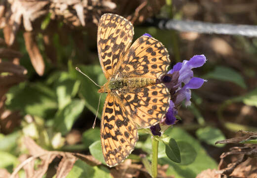 Plancia ëd Boloria dia