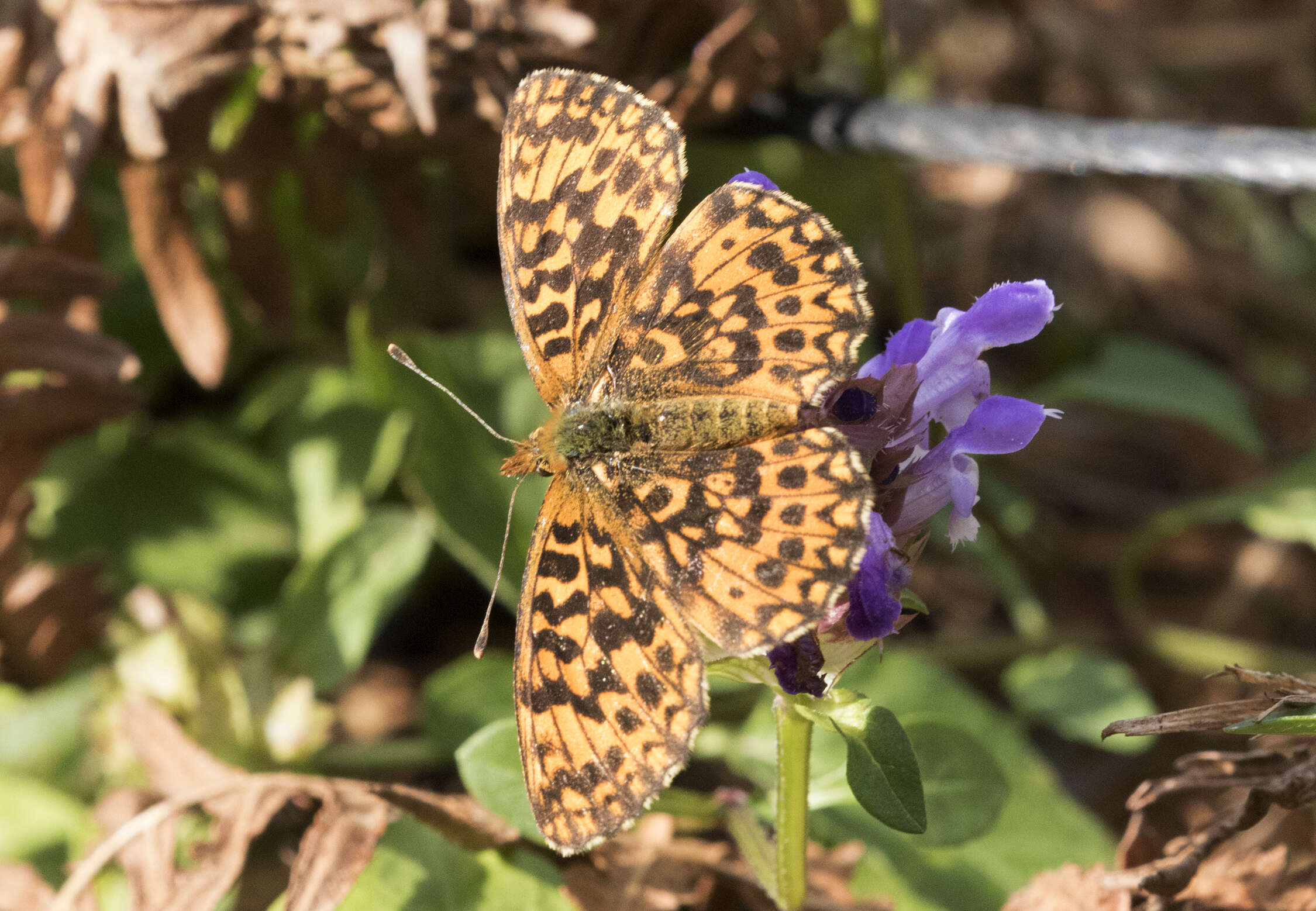 Image of Boloria dia