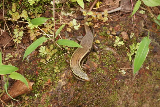 Imagem de Eutropis carinata (Schneider 1801)