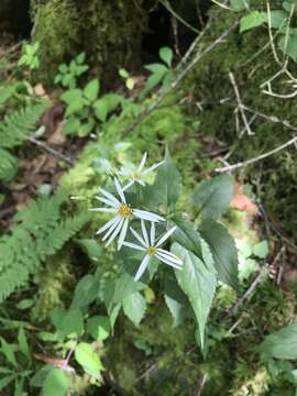 Image of mountain aster