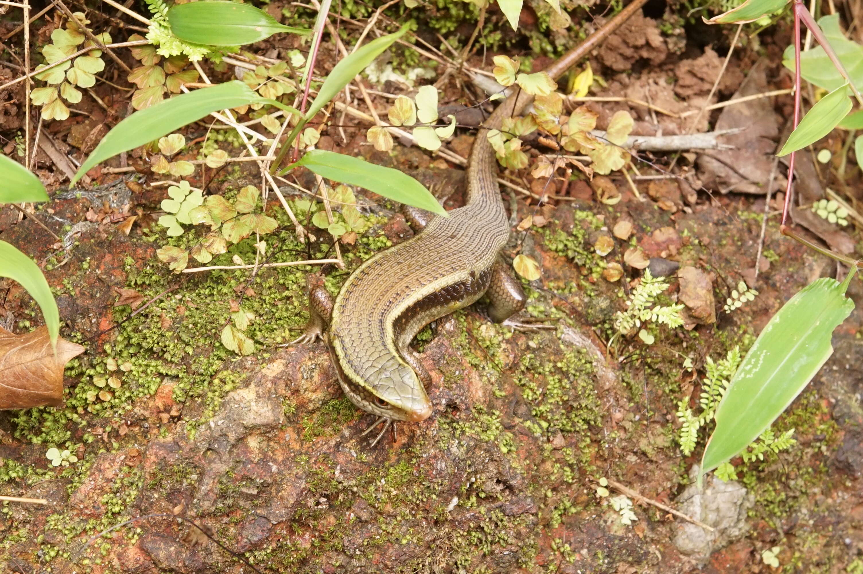 Imagem de Eutropis carinata (Schneider 1801)