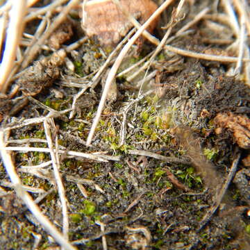 Image of Kozlov's pterygoneurum moss