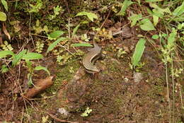 Image of Keeled Indian Mabuya