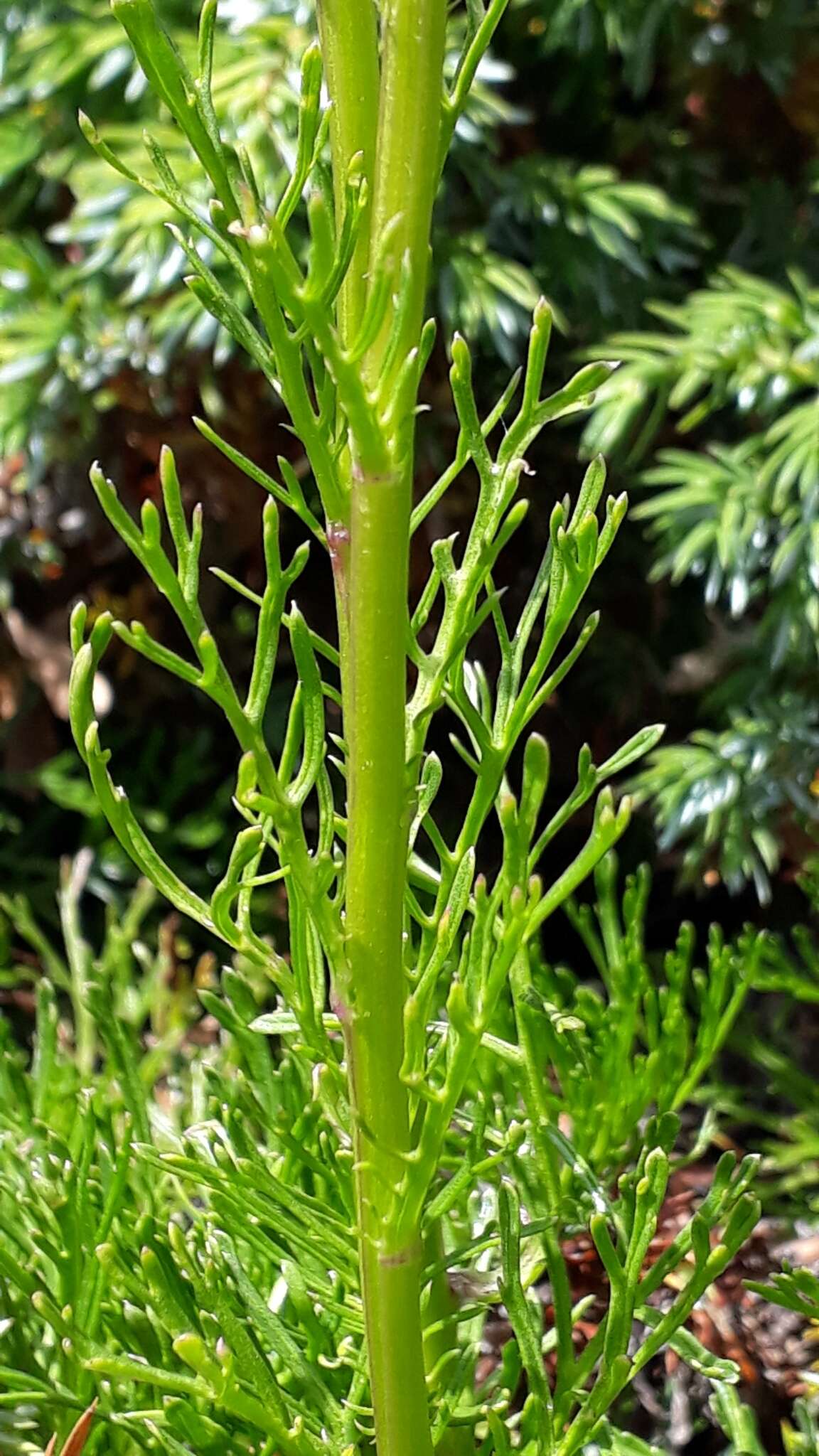 Jacobaea abrotanifolia (L.) Moench resmi